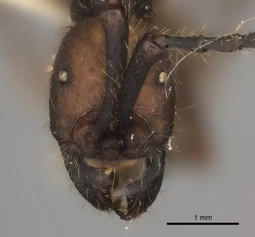 Eciton burchellii - CASENT0217469