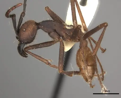 Eciton burchellii - CASENT0217469