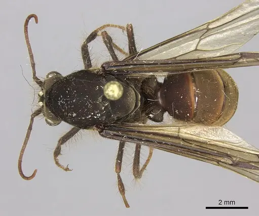 Eciton burchellii - CASENT0248144