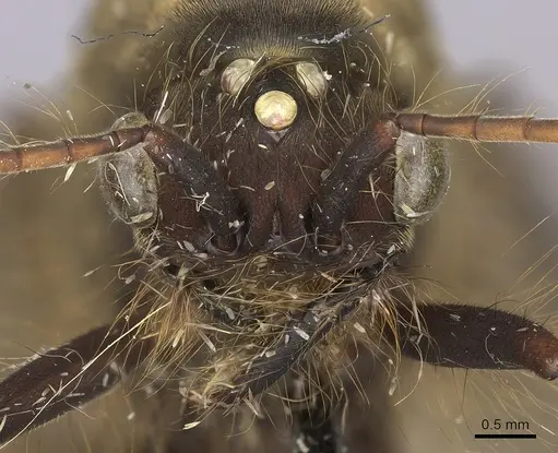 Eciton burchellii - CASENT0248144