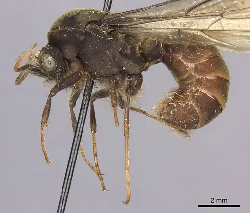 Eciton burchellii - CASENT0248144