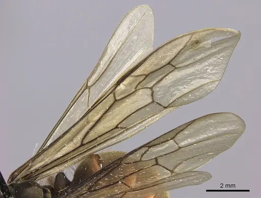 Eciton burchellii - CASENT0248144