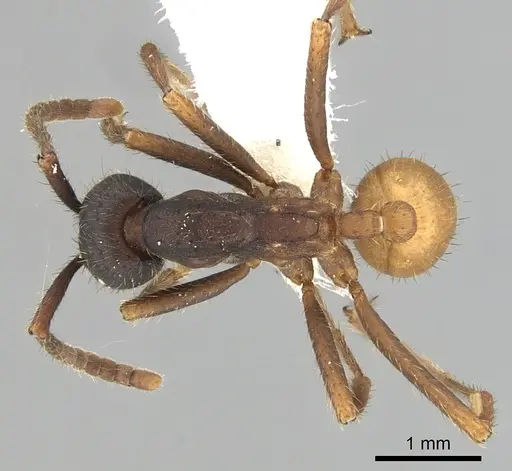 Eciton burchellii - CASENT0249452