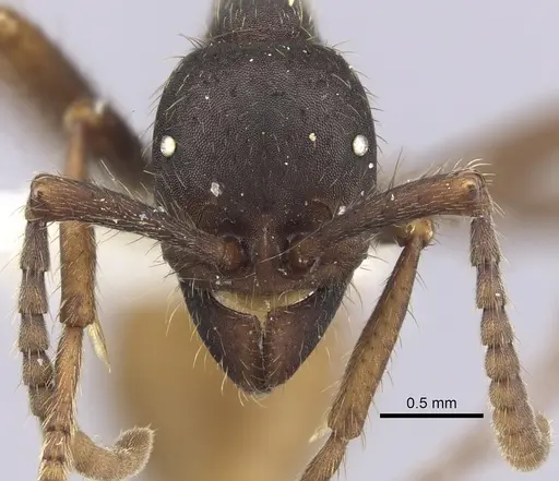 Eciton burchellii - CASENT0249452