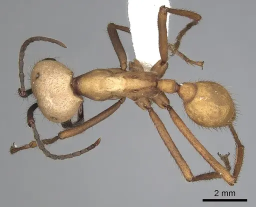 Eciton burchellii - CASENT0249453