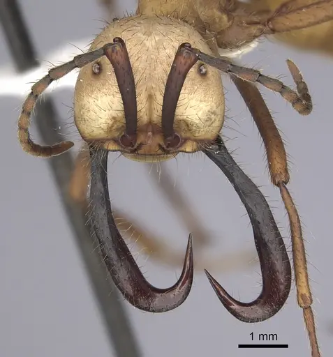 Eciton burchellii - CASENT0249453