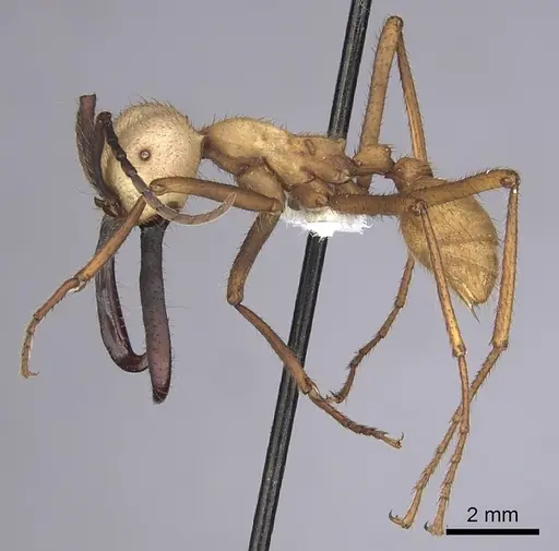 Eciton burchellii - CASENT0249453