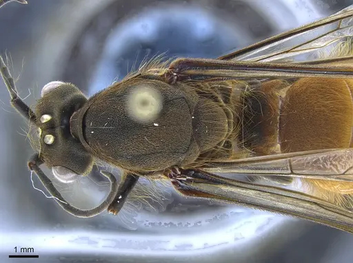 Eciton burchellii - CASENT0650520