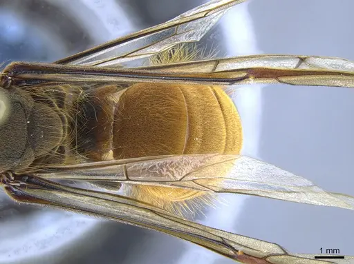 Eciton burchellii - CASENT0650520