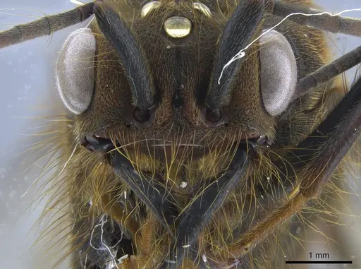 Eciton burchellii - CASENT0650520