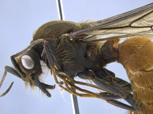 Eciton burchellii - CASENT0650520