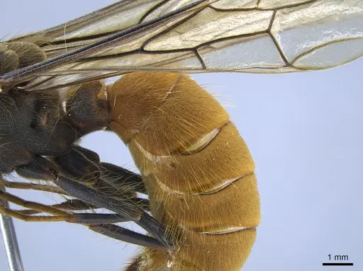 Eciton burchellii - CASENT0650520