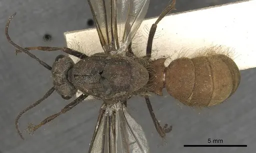 Eciton burchellii - CASENT0901956