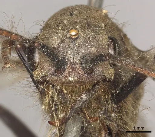 Eciton burchellii - CASENT0901956