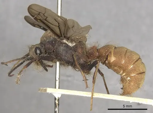 Eciton burchellii - CASENT0901956