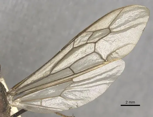 Eciton burchellii - CASENT0901956