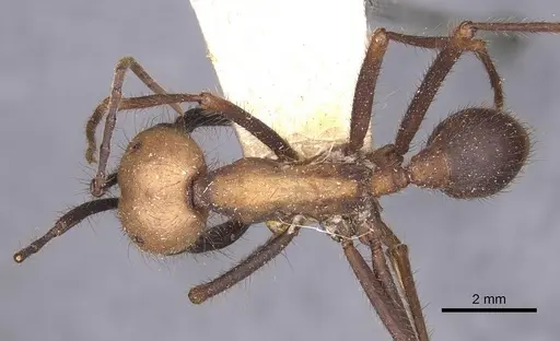 Eciton burchellii - CASENT0905933