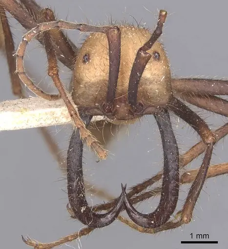 Eciton burchellii - CASENT0905933