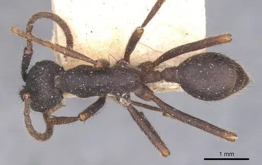 Eciton burchellii - CASENT0905934