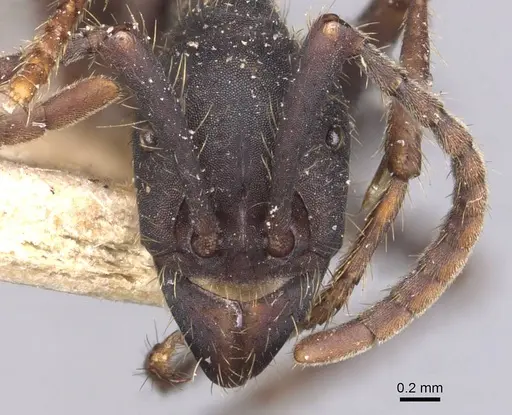 Eciton burchellii - CASENT0905934