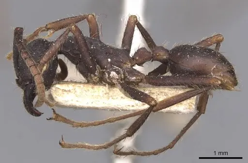 Eciton burchellii - CASENT0905934