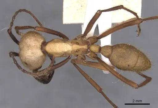 Eciton burchellii - CASENT0905935