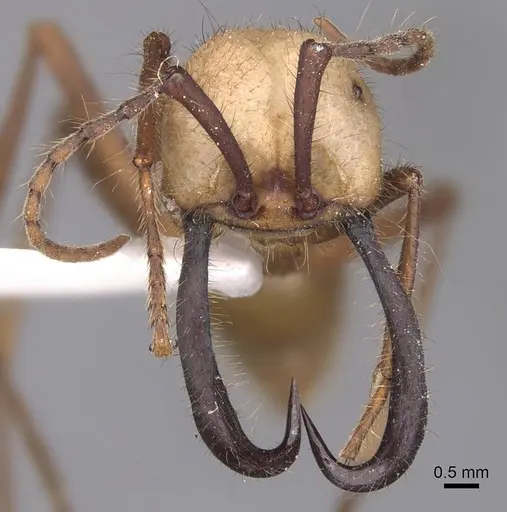 Eciton burchellii - CASENT0905935