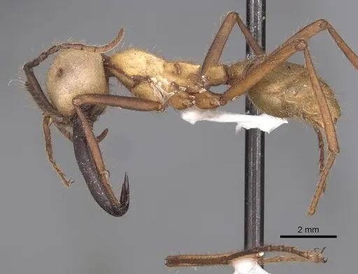 Eciton burchellii - CASENT0905935