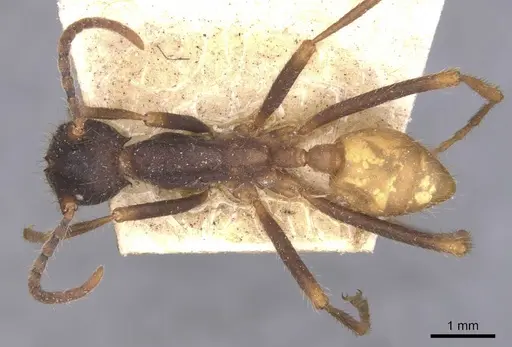 Eciton burchellii - CASENT0905936