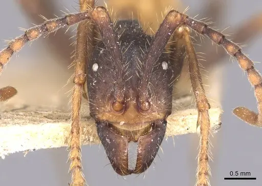 Eciton burchellii - CASENT0905936