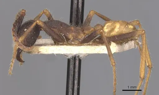 Eciton burchellii - CASENT0905936