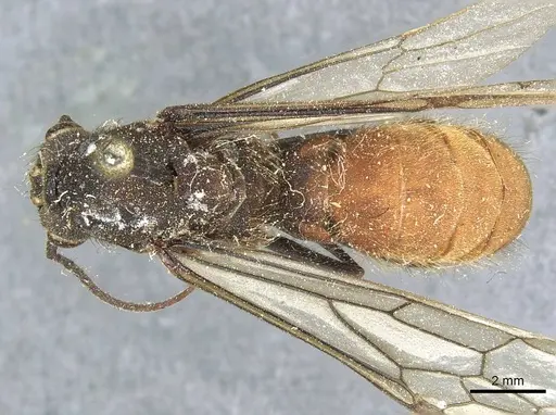 Eciton burchellii - CASENT0911370