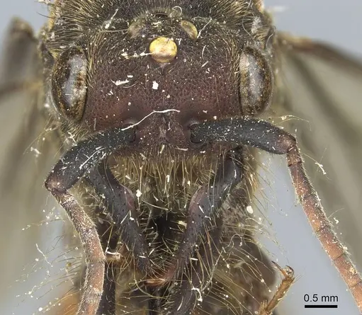 Eciton burchellii - CASENT0911370