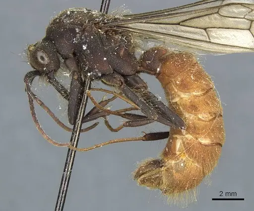 Eciton burchellii - CASENT0911370