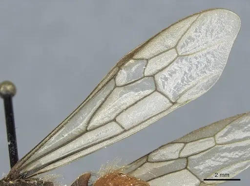 Eciton burchellii - CASENT0911370