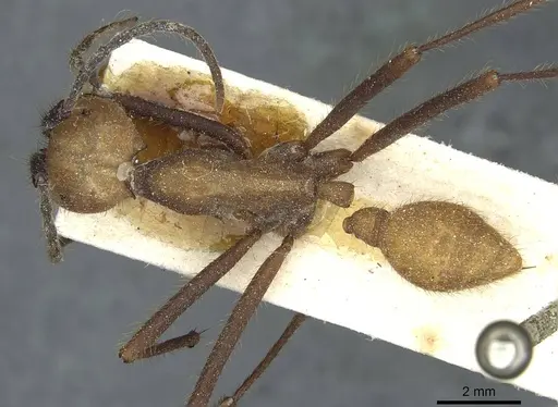 Eciton burchellii - CASENT0911371