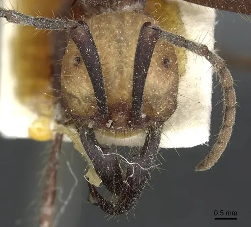 Eciton burchellii - CASENT0911371