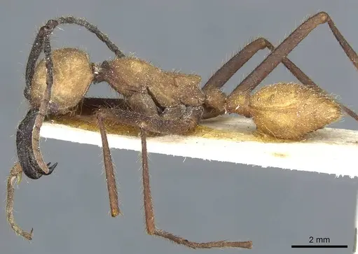 Eciton burchellii - CASENT0911371