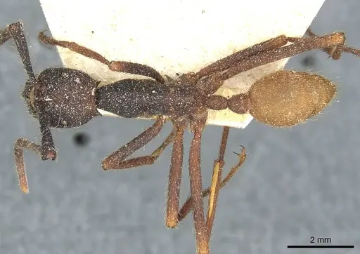 Eciton burchellii - CASENT0911372