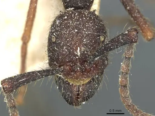 Eciton burchellii - CASENT0911372