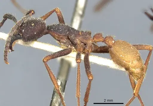 Eciton burchellii - CASENT0911372