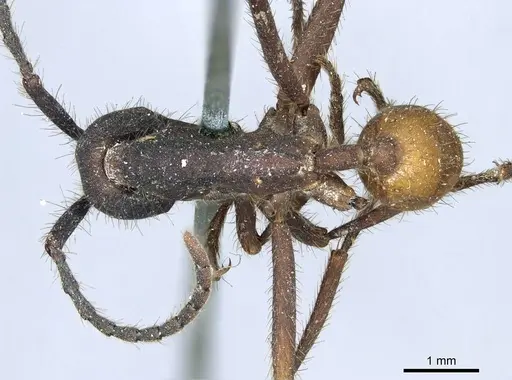 Eciton burchellii - CASENT0915855