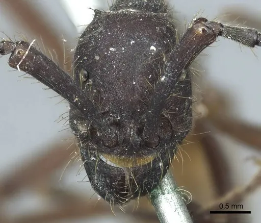 Eciton burchellii - CASENT0915855