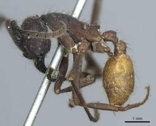 Eciton burchellii - CASENT0915855