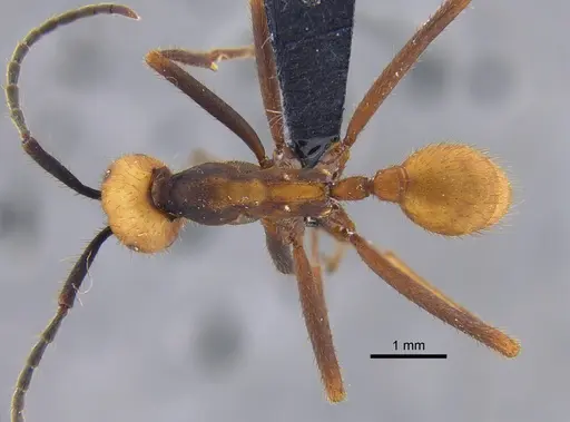 Eciton burchellii - CBUMAGENT41862