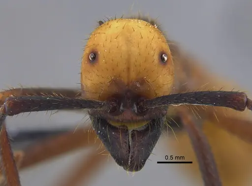 Eciton burchellii - CBUMAGENT41862