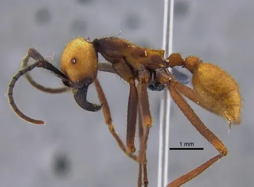 Eciton burchellii - CBUMAGENT41862