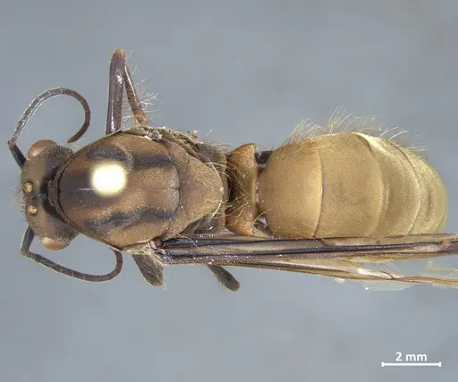 Eciton burchellii - DZUP549834