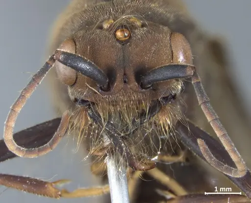 Eciton burchellii - DZUP549834