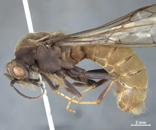 Eciton burchellii - DZUP549834